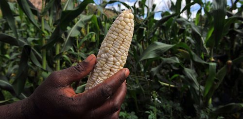 Kenya's push for a purely formal seed system could be bad for farmers