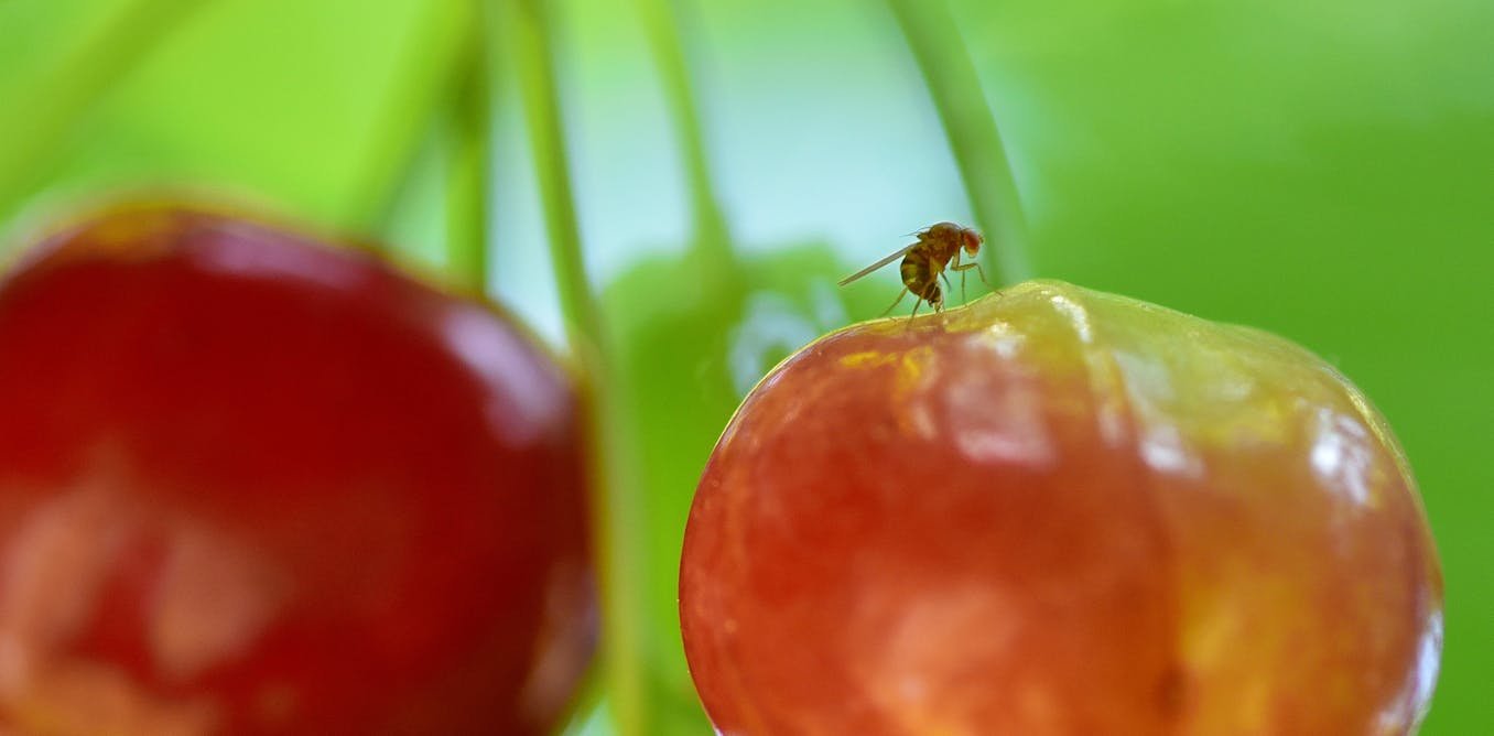 La technique de l’insecte stérile, alternative aux pesticides pour l’agriculture française ?