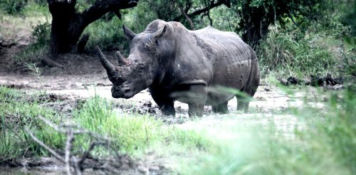 Half of Africa’s white rhino population is in private hands – it’s time