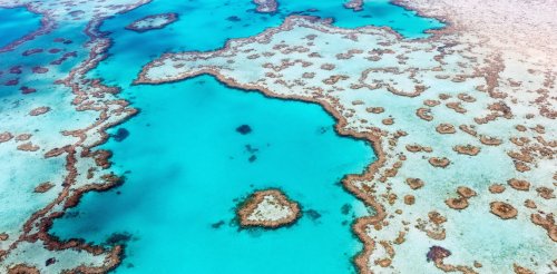 Record coral cover doesn't necessarily mean the Great Barrier Reef is in good health (despite what you may have heard)