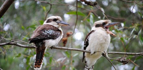 Why the kookaburra’s iconic laugh is at risk of being silenced