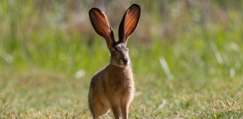 In the Year of the Rabbit, spare a thought for all these endangered bunny species