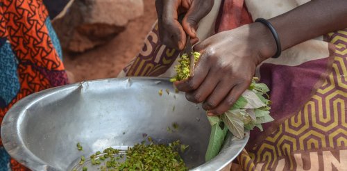 Herbicides threaten edible weeds in Zambia -- that may be bad news for local food security