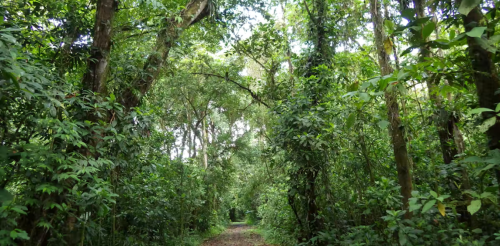 Des données inédites sur la capacité des forêts tropicales à se régénérer rapidement