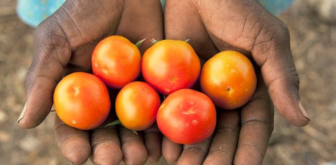 La crise alimentaire s’accentue en Afrique : l’heure de la révolution agricole a sonné