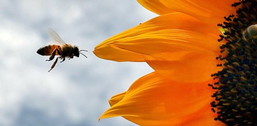 'Inert' ingredients in pesticides may be more toxic to bees than scientists thought