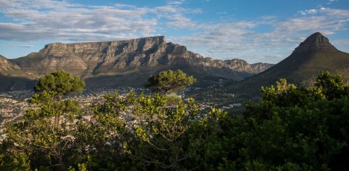 Metals from urban pollution are contaminating the last few old forests in Cape Town