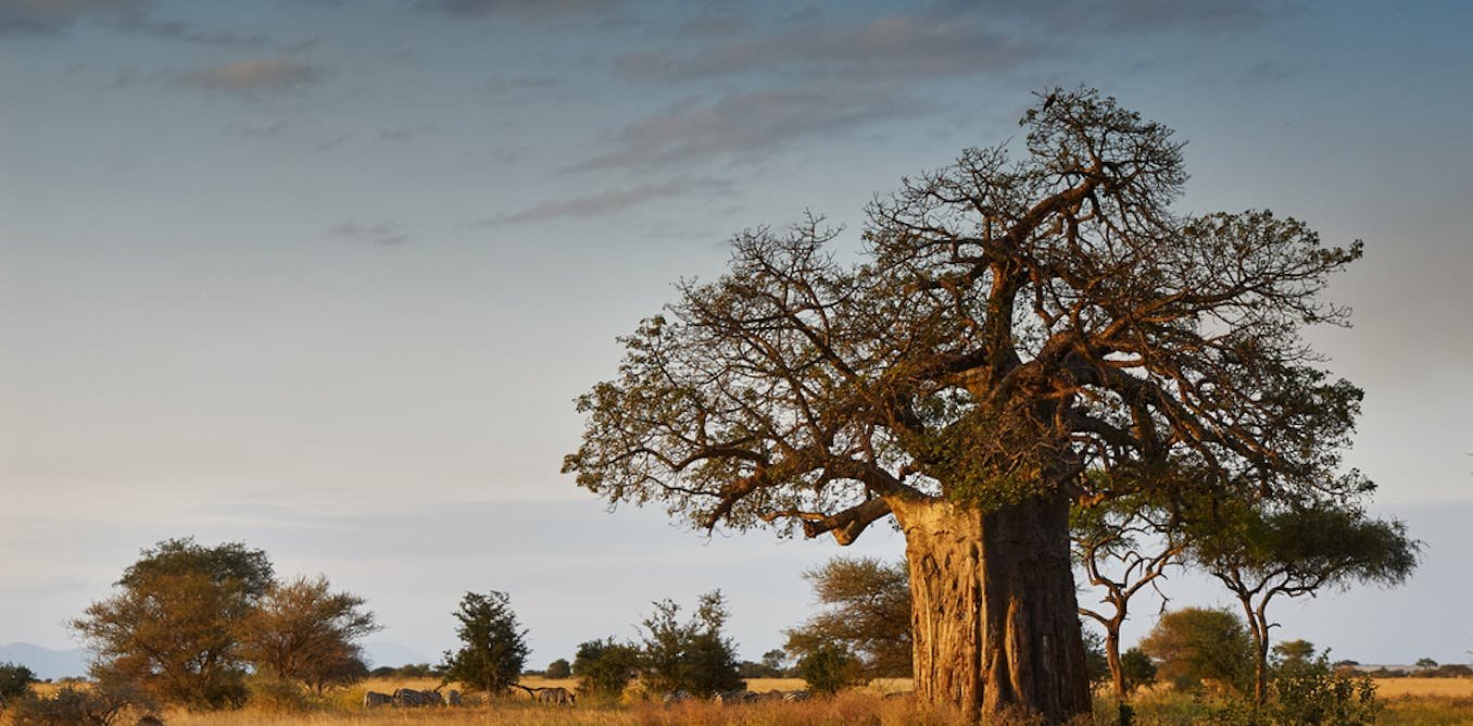 Baobab trees have more than 300 uses but they're dying in Africa