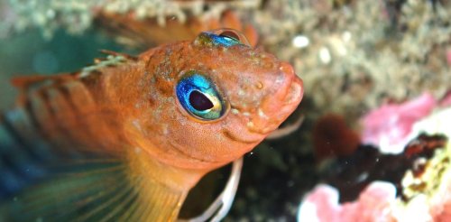 Light pollution affects coastal ecosystems too – this underwater ‘canary’ is warning of the impacts