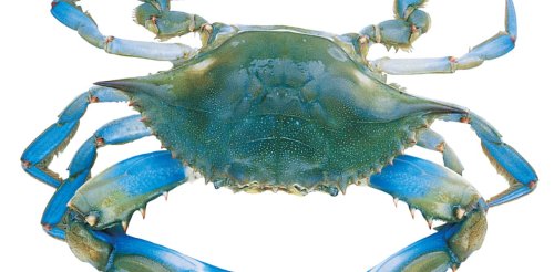 Crabs have evolved five separate times – why do the same forms keep appearing in nature?