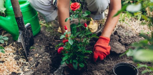 Four dangers lurking in your garden – and how to protect yourself ...