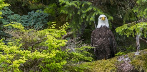 Biden restores roadless protection to the Tongass, North America’s largest rainforest