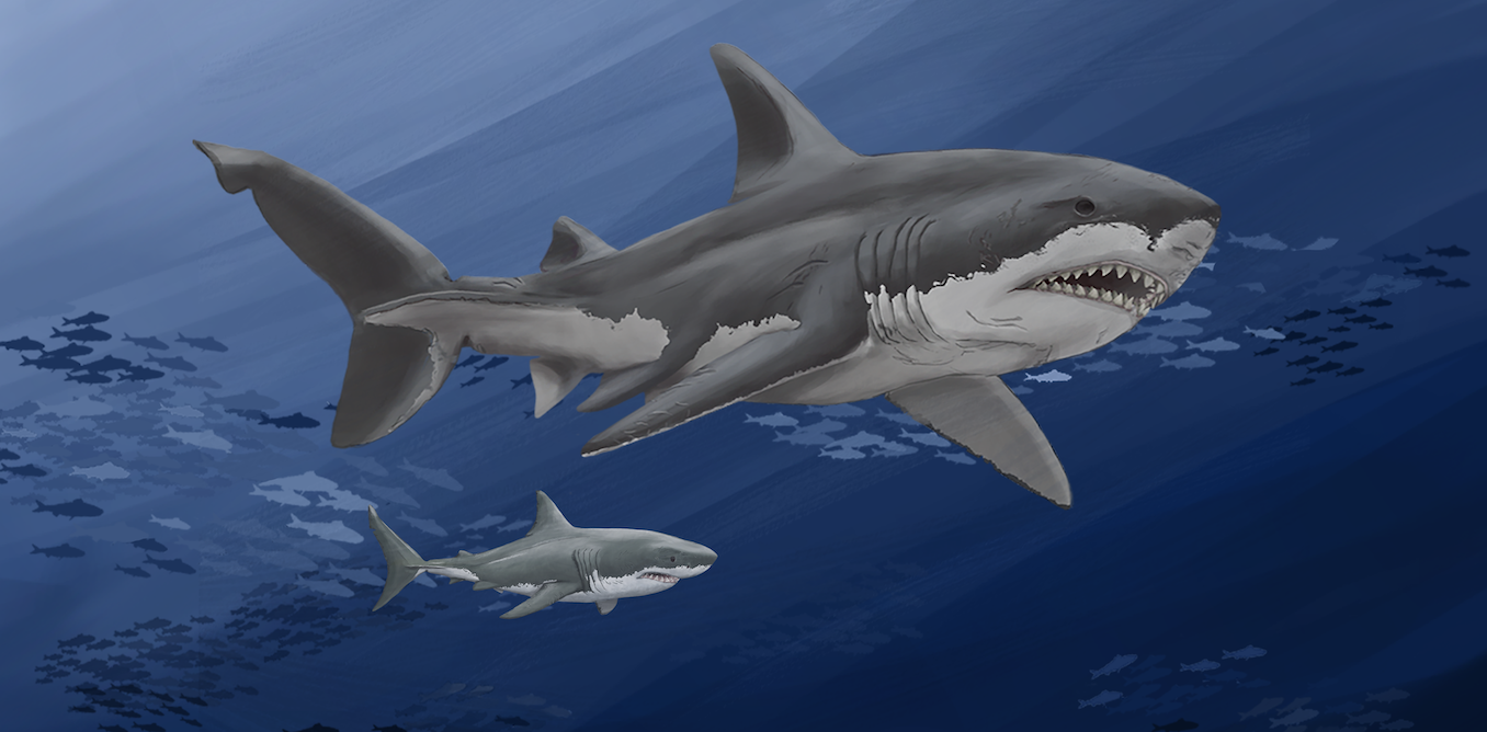 Megalodon sharks ruled the oceans millions of years ago – new analyses of giant fossilized teeth are helping scientists unravel the mystery of their extinction