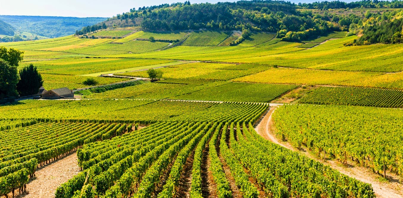 Faire territoire en Bourgogne : entre vignobles labellisés Unesco et friche autogérée