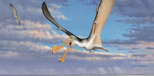 These magnificent 107-million-year-old pterosaur bones are the oldest ever found in Australia