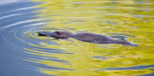 Echidna ancestors lived watery lifestyles like platypuses 100 million years ago – new study
