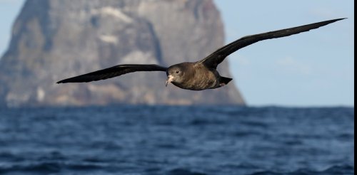 Seabirds that swallow ocean plastic waste have scarring in their stomachs – scientists have named this disease 'plasticosis'