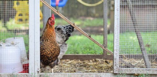 Backyard hens' eggs contain 40 times more lead on average than shop eggs, research finds