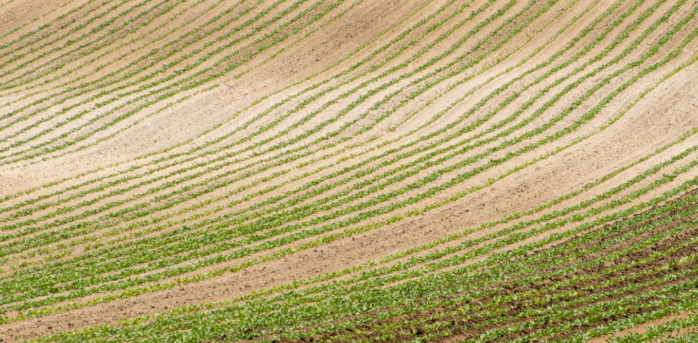 La folle histoire de la betterave française, de l’abolition de l’esclavage aux débats sur les pesticides