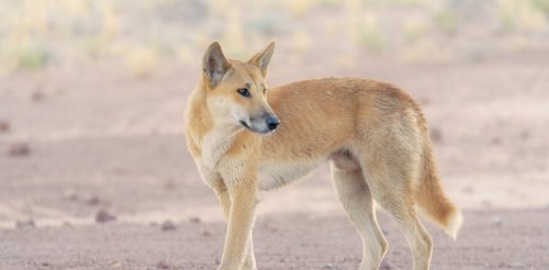 Farmers fear dingoes are eating their livestock – but predator poo tells an unexpected story