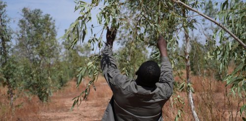 Grâce à la Grande muraille verte, une meilleure qualité de vie dans le Sahel ?