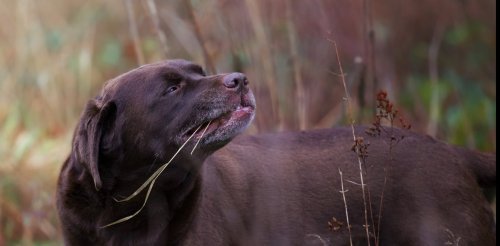 L’étrange affaire des céréales dans l’alimentation canine