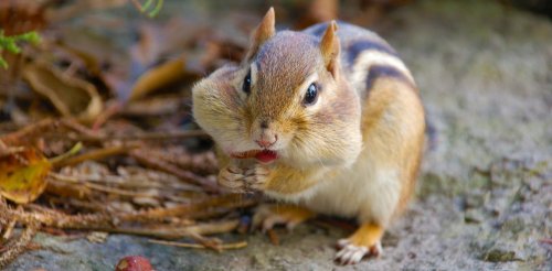 Pourquoi une souris doit manger plus qu’un éléphant (proportionnellement)