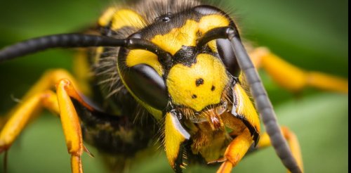 What the complicated social lives of wasps can teach us about the evolution of animal societies
