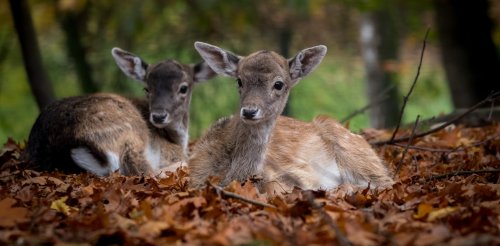 What deer poo can tell us about the future of Britain’s woodlands