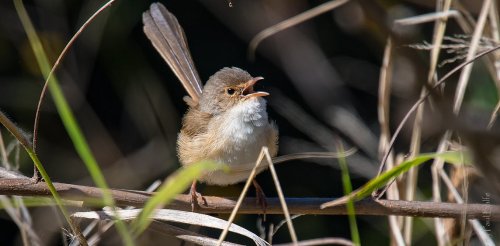 Women have disrupted research on bird song, and their findings show how diversity can improve all fields of science