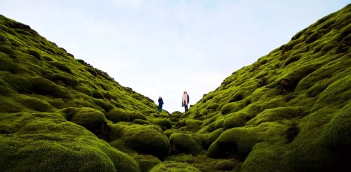 An epic global study of moss reveals it is far more vital to Earth's ecosystems than we knew