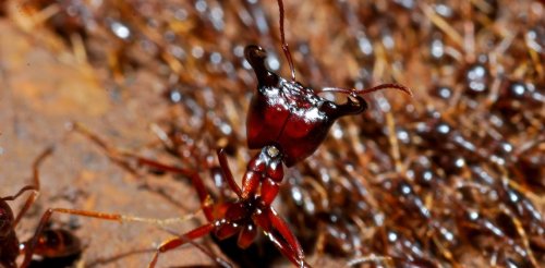 La chasse aux virus dans les forêts tropicales, un travail de fourmis…