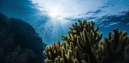 L’acidification des océans, l’autre danger du CO₂