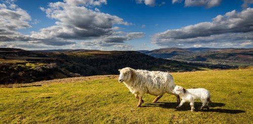 Unravelling British wool: how the local and global are intertwined in the making of everyday products