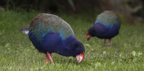 Humans, rats and dogs pushed the takahē into Fiordland – new genetic research maps its dramatic journey