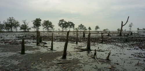 Mangroves are disappearing – we read 200 scientific papers to find out why