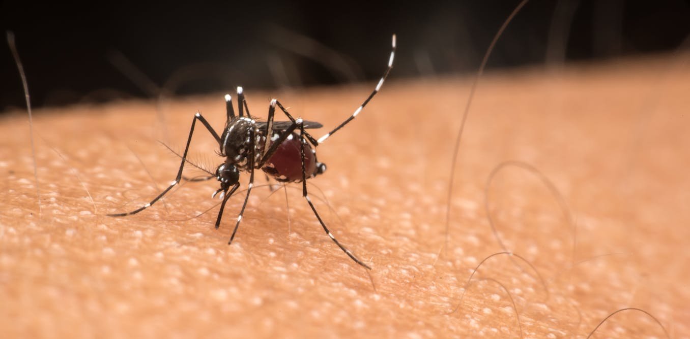 Why are some people mosquito magnets and others unbothered?