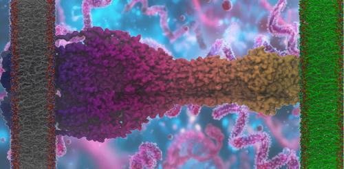 Résistance bactérienne aux antibiotiques : mieux la comprendre et mieux la contrer