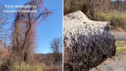 Homeowner issues dire warning after dangerous growth destroys property: 'Get rid of it'