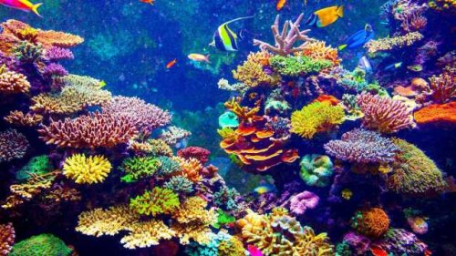 Scientists have discovered the shocking effects of ‘electrocuting’ coral reefs