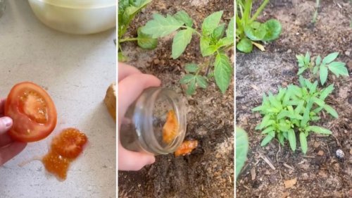 Gardener shares ridiculously easy method for growing tomatoes: ‘That’s definitely a money saver’