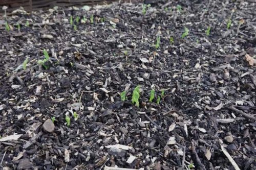Homeowners issue dire warnings after learning the hard way with common landscaping mistake: 'It never goes away'