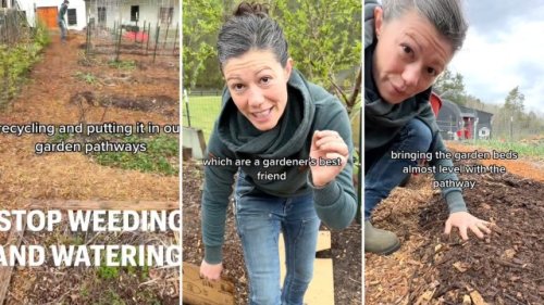 Expert homesteader shares cheap hack to limit weeds and improve soil in your garden: ‘Don’t have to water all year long’