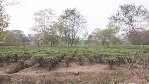Officials unsettled over unyielding threats to crops behind iconic beverage: 'Major concern'