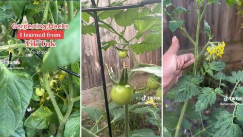 Gardener shares natural hack to ensure thriving tomato plants: ‘You can supercharge that process’