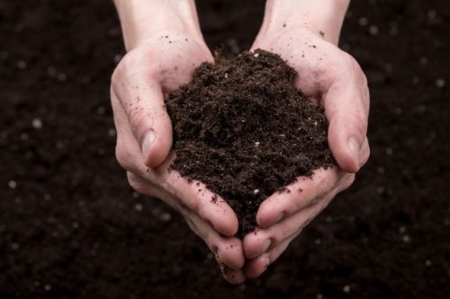 Company develops microscopic solution to massive problem, using soil technology to mitigate air pollution — here’s how it works