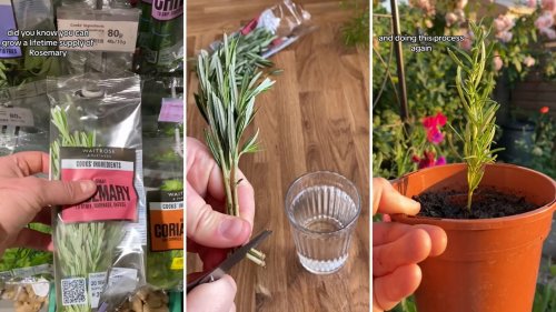 Gardener shares hack for getting a near-infinite supply of herbs: 'I'm literally never buying herbs again'