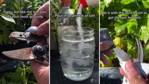 Gardener reveals easy and cheap hack to remove rust from your tools: ‘At last, something useful on TikTok’