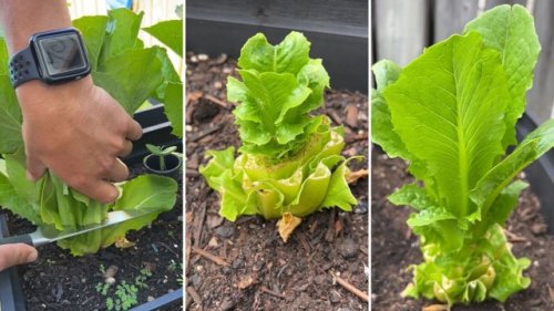 Gardener reveals simple hack for getting an endless supply of lettuce from your garden: ‘Why did I never think of this?’