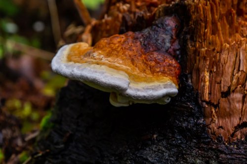 Scientists discover fast-growing, 'ingenious' mushroom that could have a major impact on our planet